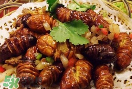 蟬蛹多少錢一斤？野生蟬蛹多少錢一斤