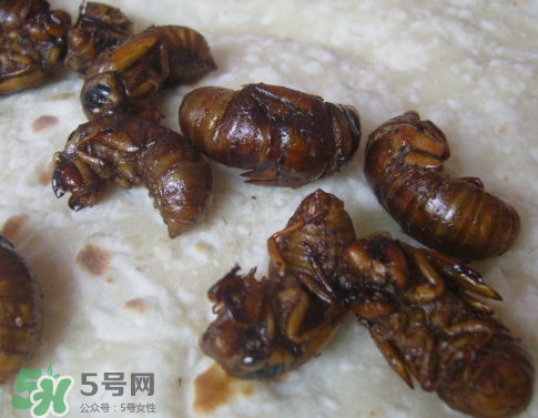 蟬蛹怎么抓？蟬蛹怎么找