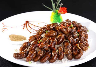 蟬蛹可以多吃嗎？蟬蛹多吃會(huì)怎么樣？