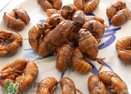 幼蟬猴多少錢一斤？幼蟬猴幾月份有