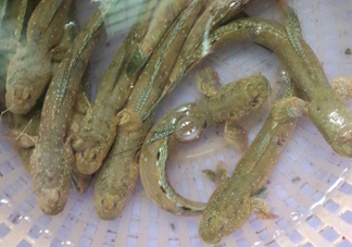 彈涂魚(yú)多少錢(qián)一斤？彈涂魚(yú)有毒嗎