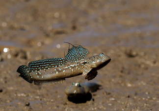 跳跳魚(yú)多少錢(qián)一斤？跳跳魚(yú)是淡水魚(yú)嗎？