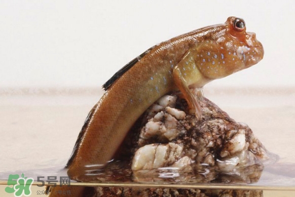 彈涂魚(yú)能吃嗎？彈涂魚(yú)怎么抓