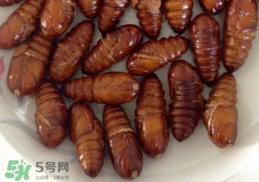 蟬蛹什么時(shí)候出來(lái)？蟬蛹什么時(shí)候最多