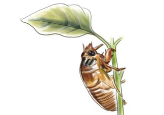 蟬蛹什么人不能吃？蟬蛹不能和什么一起吃