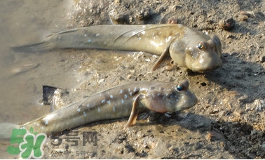 彈涂魚(yú)是兩棲動(dòng)物嗎？彈涂魚(yú)營(yíng)養(yǎng)價(jià)值有哪些