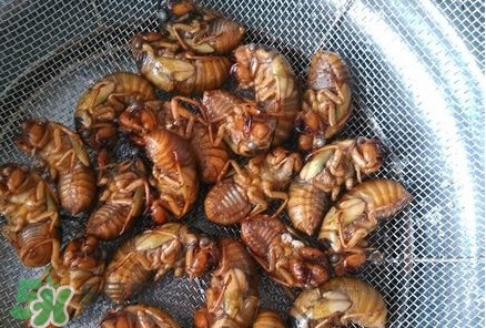 蟬蛹怎么處理？蟬蛹怎么保存