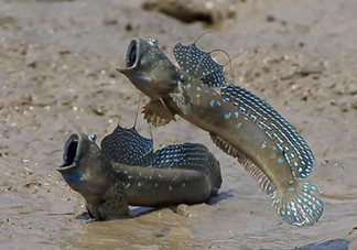 跳跳魚是什么魚？跳跳魚是不是泥鰍