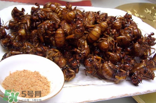 蟬蛹里面黑色的能吃嗎？蟬蛹是怎么形成的