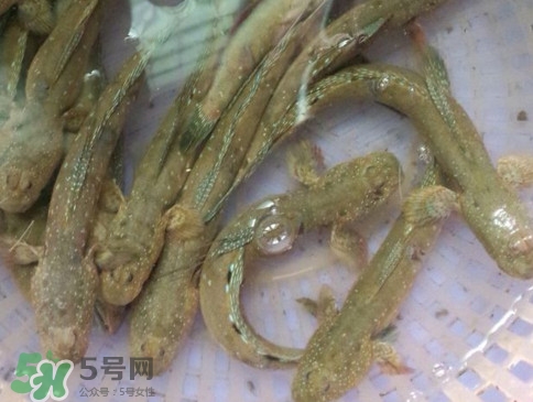 跳跳魚怎么做好吃？跳跳魚的最好吃做法