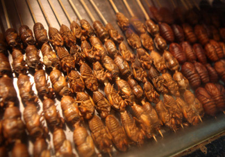 蟬蛹多少錢一斤？野生蟬蛹多少錢一斤