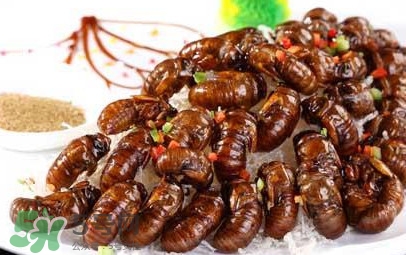 蟬蛹可以多吃嗎？蟬蛹多吃會(huì)怎么樣？