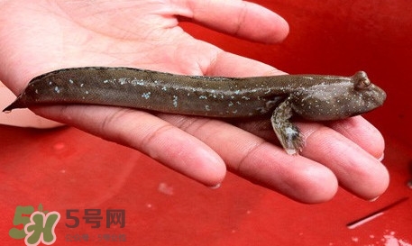 彈涂魚(yú)怎么吃？彈涂魚(yú)怎么燒好吃