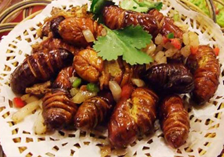 蟬蛹可以保存多長(zhǎng)時(shí)間？蟬蛹冰凍起來(lái)能保存多久