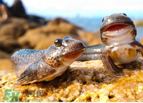 跳跳魚刺多嗎？跳跳魚小孩可以吃嗎