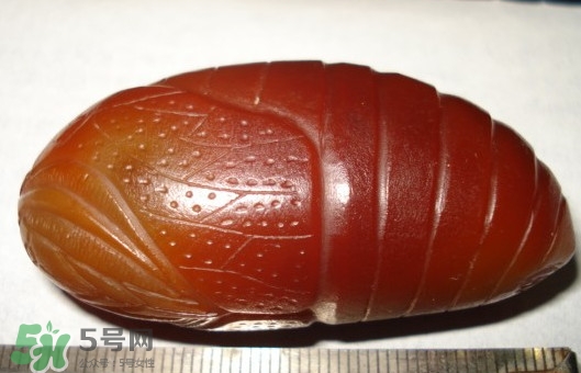 蟬蛹吃什么部位？蟬蛹都有哪些營(yíng)養(yǎng)價(jià)值