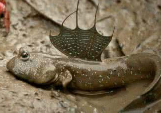 跳跳魚(yú)怎么做好吃？跳跳魚(yú)的最好吃做法