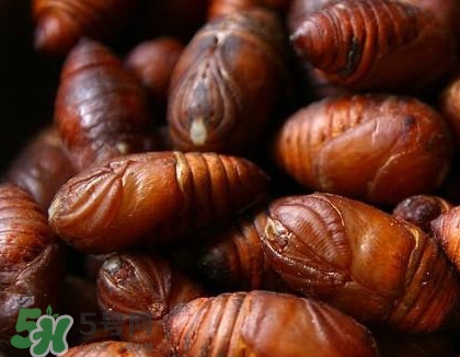 蟬蛹怎么抓？蟬蛹怎么找