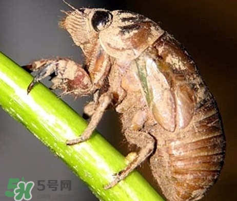 蟬蛹什么時(shí)候出來(lái)？蟬蛹什么時(shí)候最多