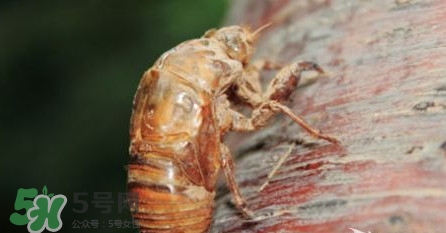 幼蟬猴孕婦可以吃嗎？孕婦吃幼蟬猴有什么好處