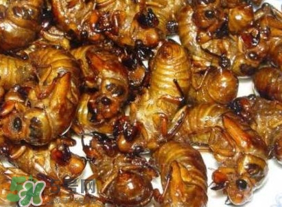 幼蟬猴怎么保存？幼蟬猴怎么清洗