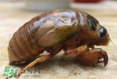 幼蟬猴怎么保存？幼蟬猴怎么清洗