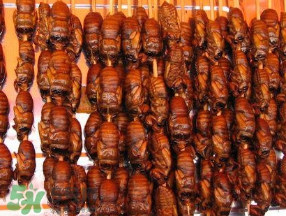 幼蟬猴孕婦可以吃嗎？孕婦吃幼蟬猴有什么好處