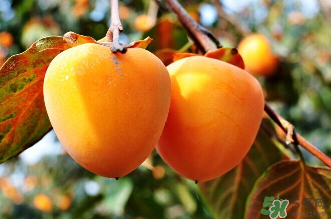 柿餅上的白霜可以吃嗎？怎么辨別柿霜的真假？