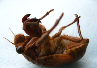 幼蟬猴怎么做好吃？幼蟬猴有什么營養(yǎng)價值