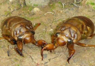 幼蟬猴孕婦可以吃嗎？孕婦吃幼蟬猴有什么好處