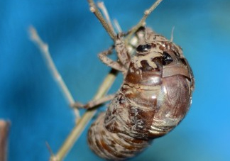 幼蟬猴怎么保存？幼蟬猴怎么清洗