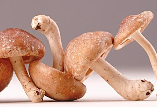 干香菇為什么比鮮香菇味道好？香菇為什么要曬干了再泡來(lái)吃