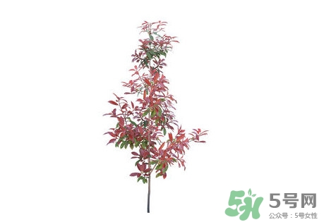 紫葉李什么時(shí)候開(kāi)花？紫葉李什么時(shí)候成熟