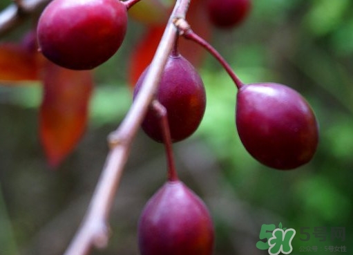 紫葉李果實(shí)有毒嗎？紫葉李果實(shí)能吃嗎