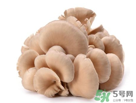 平菇怎么吃最有營(yíng)養(yǎng)？平菇長(zhǎng)白毛還能吃嗎
