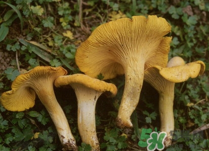 雞油菌多少錢一斤？雞油菌和雞樅菌有什么區(qū)別