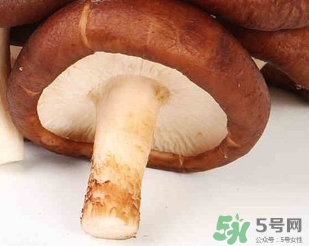 香菇是蘑菇嗎？香菇和蘑菇有什么區(qū)別