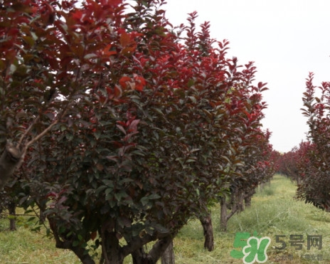 紫葉李什么時(shí)候開(kāi)花？紫葉李什么時(shí)候成熟