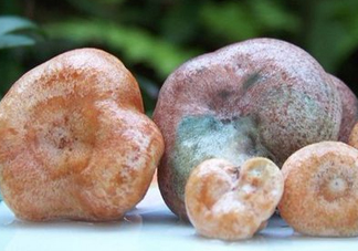 松乳菇多少錢一斤？松乳菇干貨多少錢一斤