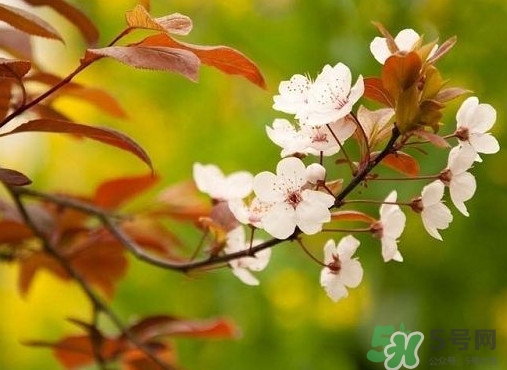 紫葉李什么時(shí)候開(kāi)花？紫葉李什么時(shí)候成熟