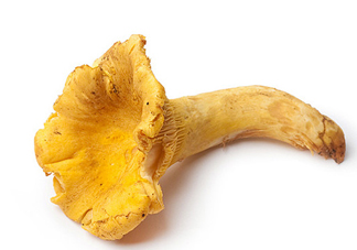 雞油菌多少錢一斤？雞油菌和雞樅菌有什么區(qū)別