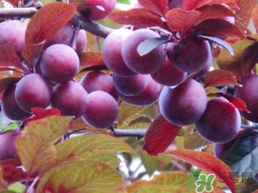 紫葉李果實(shí)有毒嗎？紫葉李果實(shí)能吃嗎