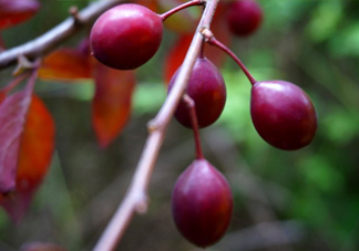 紫葉李果實(shí)有毒嗎？紫葉李果實(shí)能吃嗎