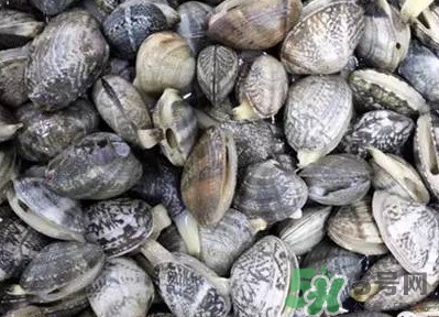 白蛤蜊和花蛤蜊哪個泥沙多？花蛤蜊怎么清洗干凈