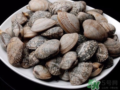 花蛤如何快速吐沙子？花蛤吐沙鹽水比例多少？
