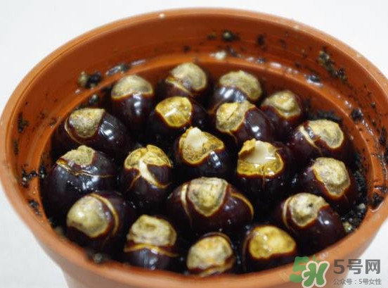 龍眼核能種嗎？龍眼核怎么種盆栽