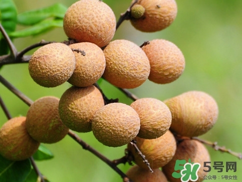 龍眼每天吃多少合適？龍眼一天最多吃幾個(gè)