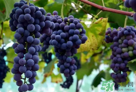 夏黑葡萄為什么掉色？夏黑葡萄怎么會染色？