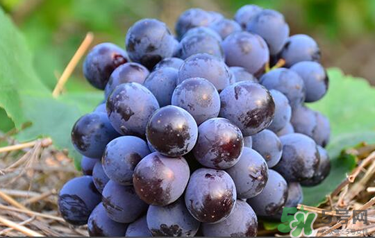 夏黑葡萄怎么保存？夏黑葡萄可以放冰箱嗎？