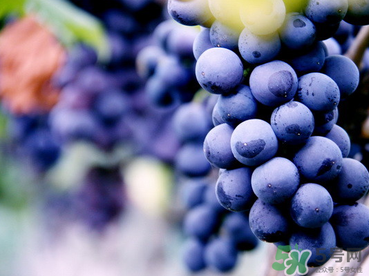 夏黑葡萄怎么保存？夏黑葡萄可以放冰箱嗎？